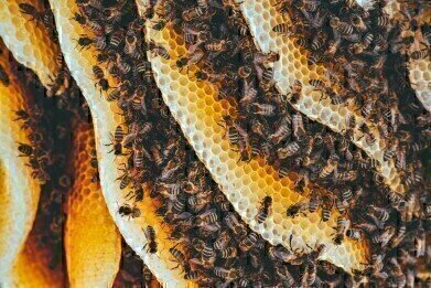 Meet the World’s Smartest Beehive?