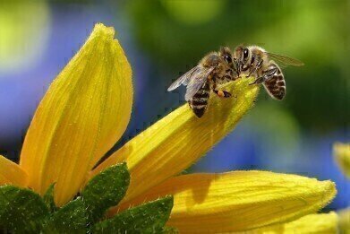 Can Bees Become Addicted to Nicotine?