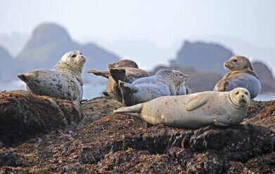 Seals Collect Arctic Data to Predict Rising Sea Levels