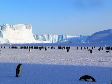 Climate Change: Is this the End for Adélie Penguins?
