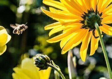 How Do Bees Help Monitor Air Quality?
