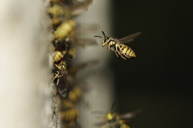 How Does Climate Change Affect Wasps?