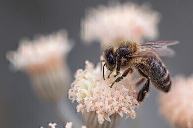 Are We Too Dependent on Pollinators?