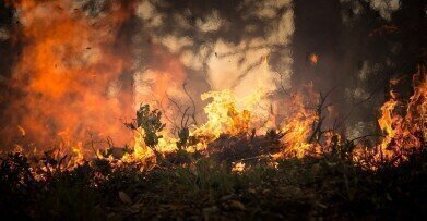 Can Forests Return After Wildfires?