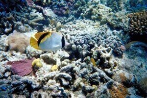 Coral reefs 'could dissolve within 100 years'