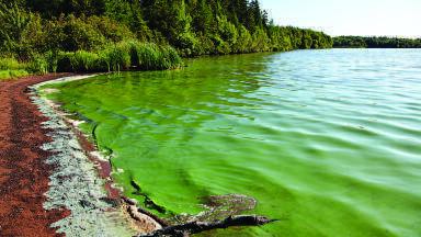 Development of a simple and rapid sample preparation method for the detection and quantitation of algal toxins in surface water
