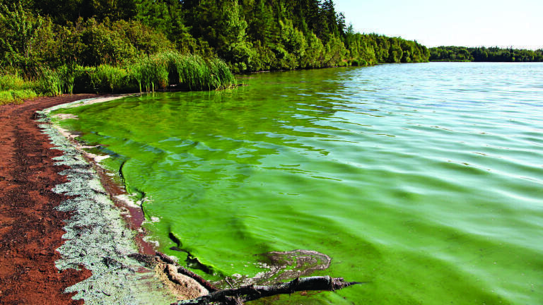 Development of a simple and rapid sample preparation method for the detection and quantitation of algal toxins in surface water