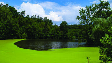 A Better Understanding of Cyanobacteria Growth During Triathlon Season