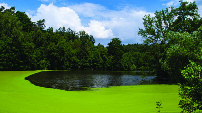 A Better Understanding of Cyanobacteria Growth During Triathlon Season