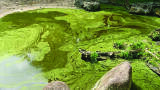 How dangerous is blue green algae?