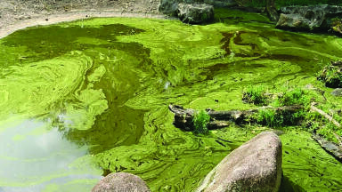 How dangerous is blue green algae?