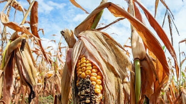 Long term weather forecasts predicted European dry heat over six weeks in advance
