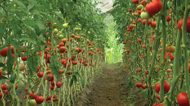 Carbon dioxide dosing in commercial greenhouses – gas sensors for optimal control of growth conditions and safety