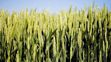 The Agriculture - Water Interface – Why is it critical to the environment?