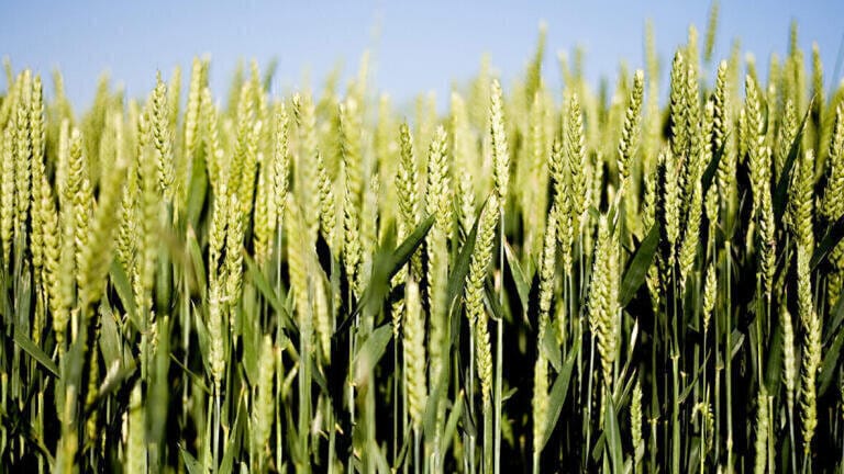 The Agriculture - Water Interface – Why is it critical to the environment?