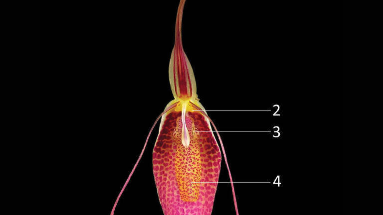Using Scanning electron microscopy to establish the floral micromorphology of the genus Restrepia (Orchidaceae) and the potential consequences for pollination