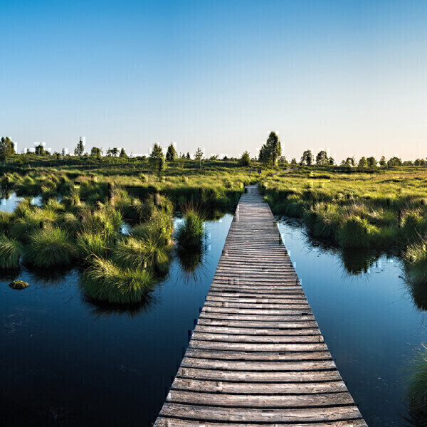 Protecting peatlands using satellite enabled IoT - Vimarsana News