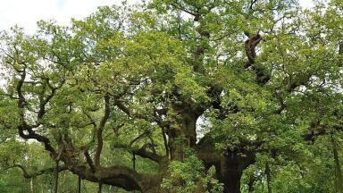 RSPB: Lessons from an advanced soil monitoring system around the Major Oak