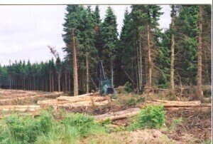 EU launches tool to help forestry sector