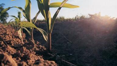 Fast, Accurate and Automatic Nitrogen Determination in Soils and Plants