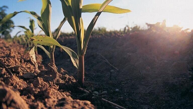 Fast, Accurate and Automatic Nitrogen Determination in Soils and Plants
