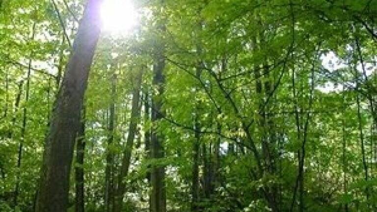 More trees 'need to be planted to improve air quality'