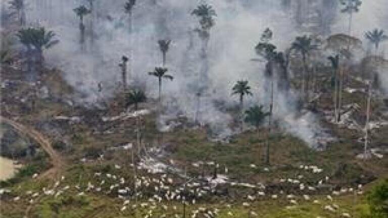 Energy supplier boosts air quality by investing in rainforest
