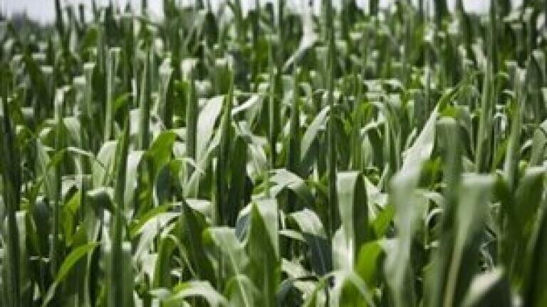 Water quality project to tackle agricultural pollution launches
