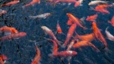 Improved water quality sees return of fish to rivers in Yorkshire