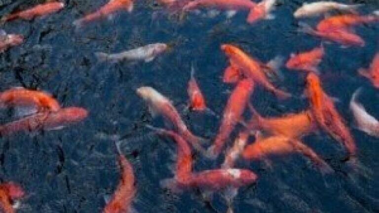 Improved water quality sees return of fish to rivers in Yorkshire