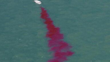 Dye Tracing Fluorimeter Used in Effluent Dispersal Study in Darwin Harbour