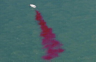 Dye Tracing Fluorimeter Used in Effluent Dispersal Study in Darwin Harbour