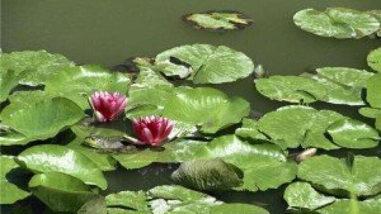 Environment Agency protect pond's water quality