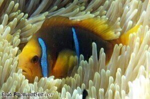 Acidic water 'making Nemo fish deaf'