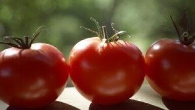 UK growers urged to claim following environmental health scare