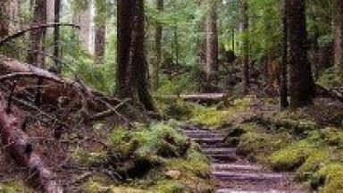 Scientists aim to protect forests from pests