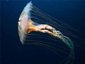Poor water quality could be behind increase in jellyfish numbers