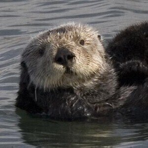 Ribble otter sighting points to improved water quality