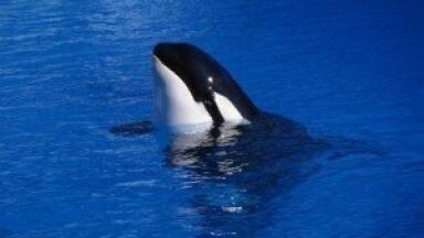 Poor water quality could be killing killer whales