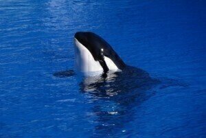 Poor water quality could be killing killer whales