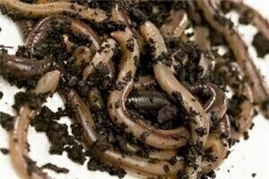 Soil quality reduced by non-native worms
