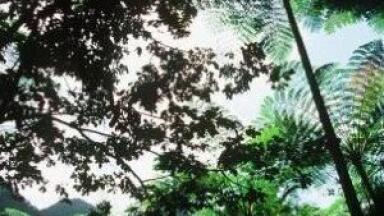 Virgin forest key to retaining biodiversity