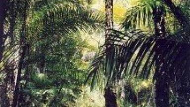 UK pledges £10m to Brazil forest project