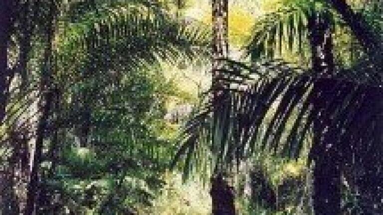 UK pledges £10m to Brazil forest project