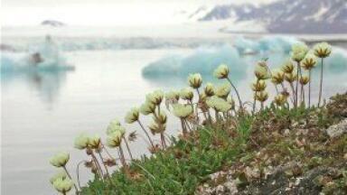 Inquiry over the commercialisation of the Arctic