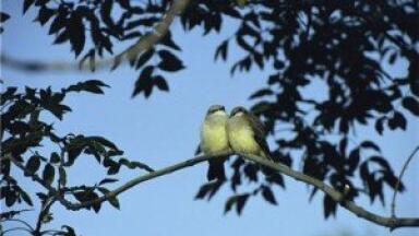 Ecological networks to be set up in Britain