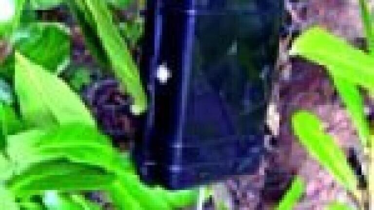 Another Celebrity for the Jungle – Outdoor Noise Monitoring