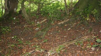 Determining the CHN Content of Soil Samples