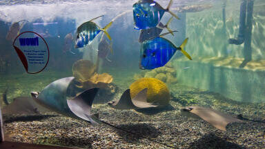 Water Quality is Top Priority at Brighton Aquarium