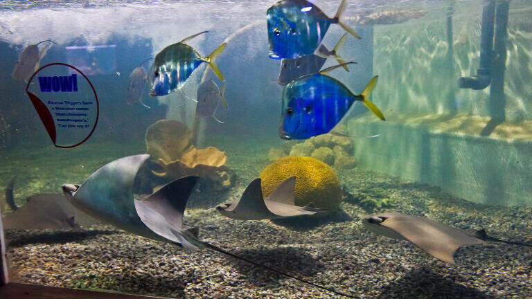 Water Quality is Top Priority at Brighton Aquarium